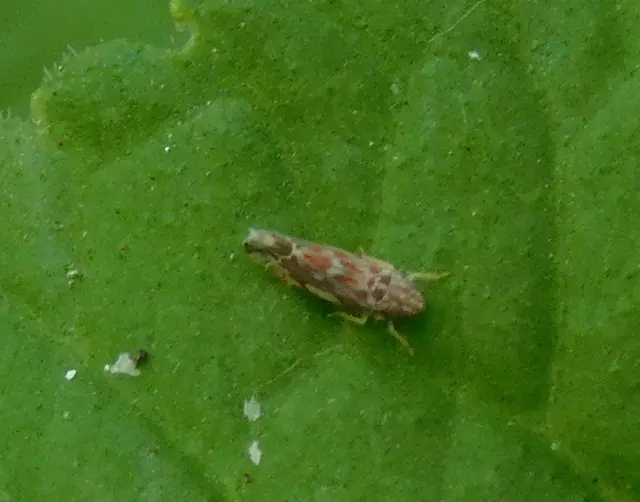 Erasmoneura vulnerata
