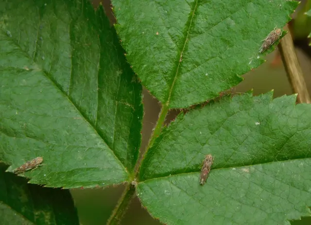 Erasmoneura vulnerata
