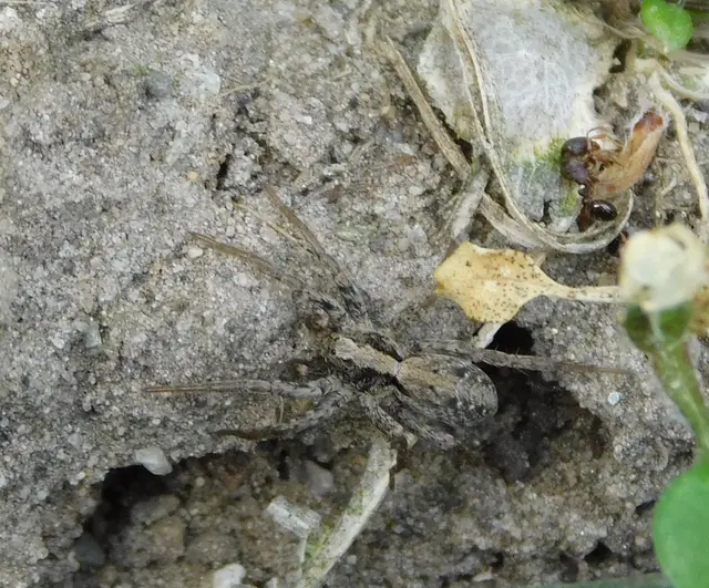 Alopecosa