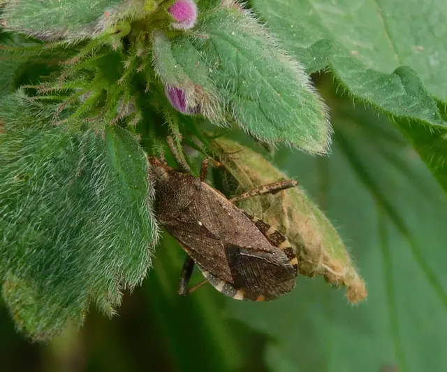 Ceraleptus