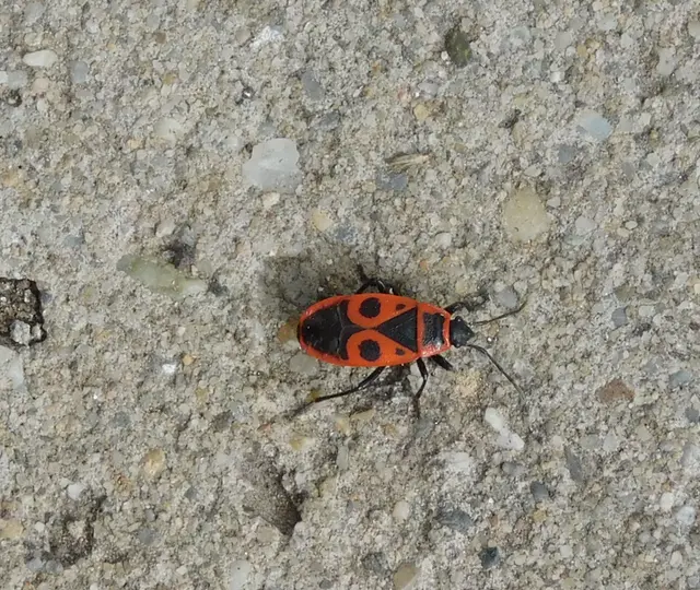 Pyrrhocoris apterus - verőköltő poloska