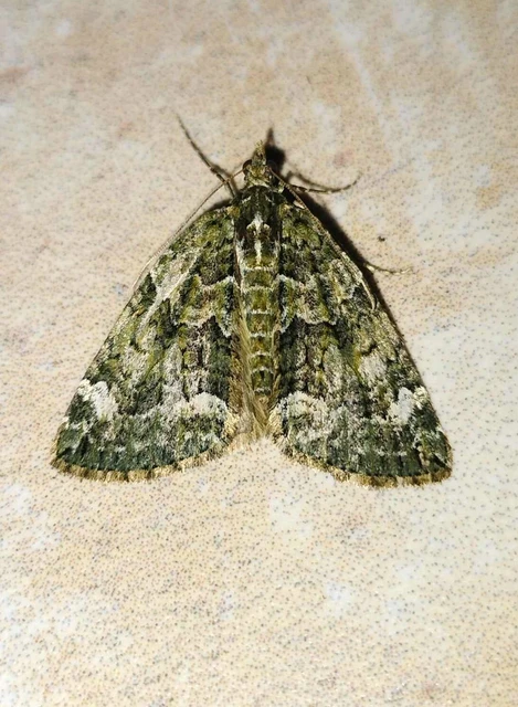 Chloroclysta siterata - salátazöld araszoló