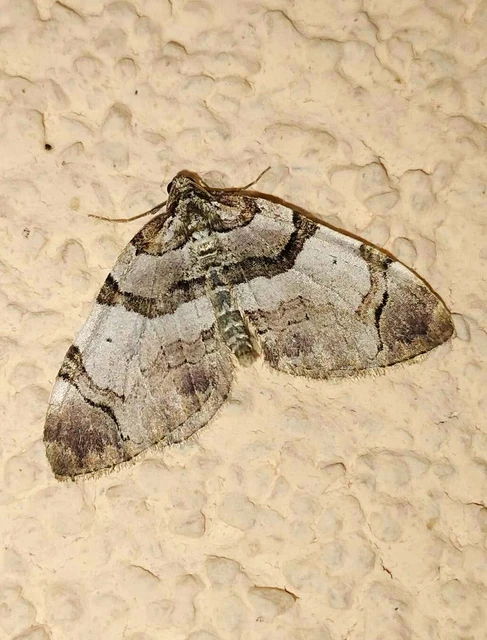 Anticlea derivata - vadrózsa-tarkaaraszoló