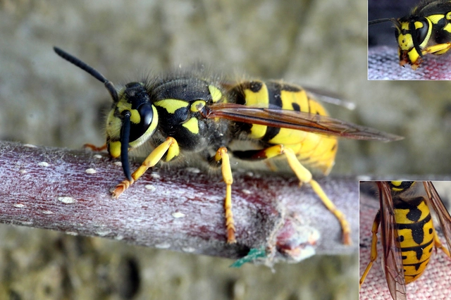 Vespula germanica - német darázs