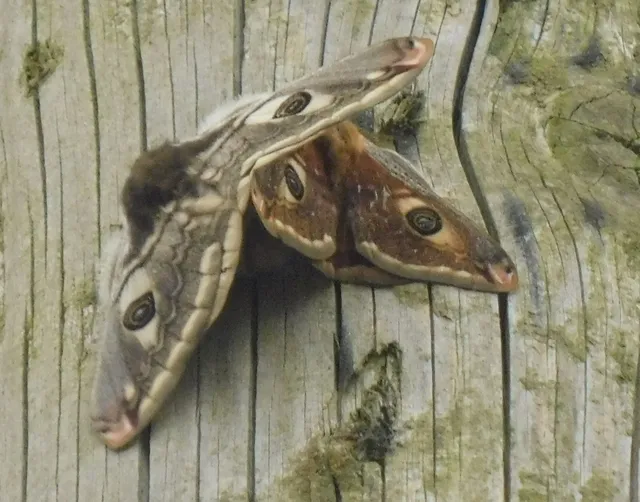 Saturnia pavoniella - kis pávaszem