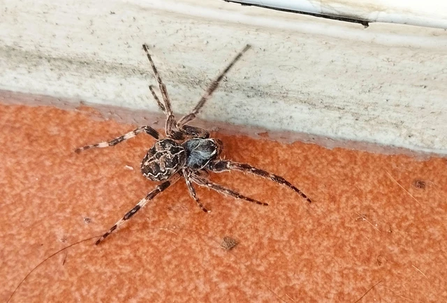 Larinioides sclopetarius - hídi keresztespók
