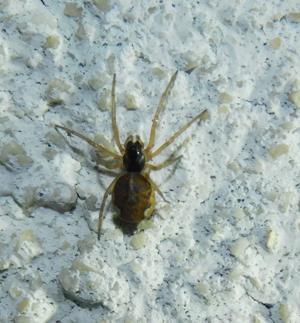 Pachygnatha degeeri