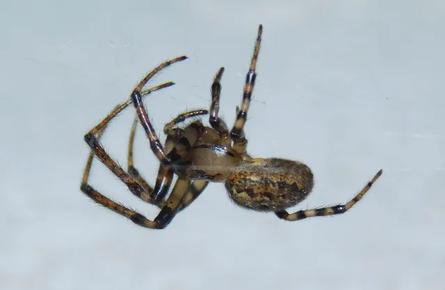 Metellina