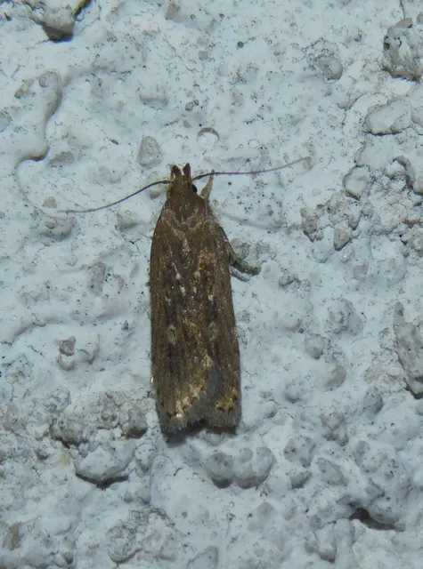 Helcystogramma triannulella - szuláksodró lápimoly