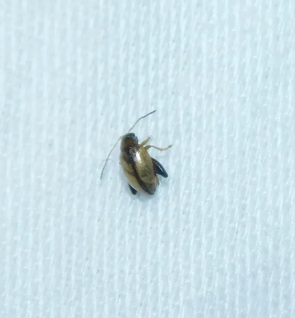 Longitarsus