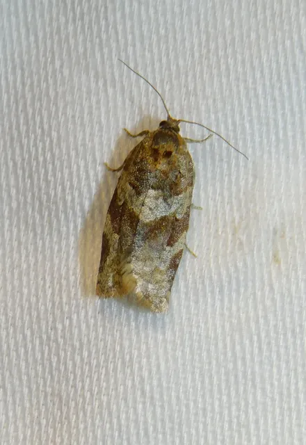 Argyrotaenia ljungiana - ékes sodrómoly