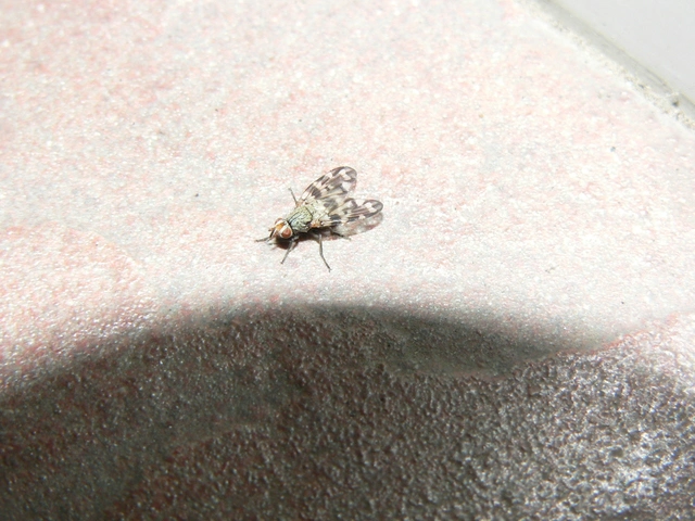 Otites centralis/guttata