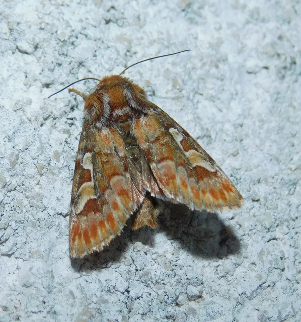 Panolis flammea - fenyőbagoly