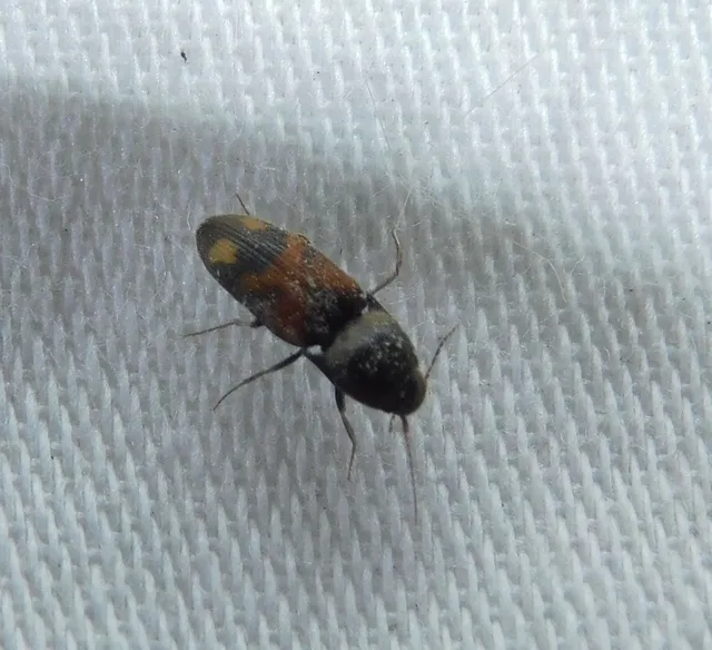 Drasterius bimaculatus - változékony pattanó