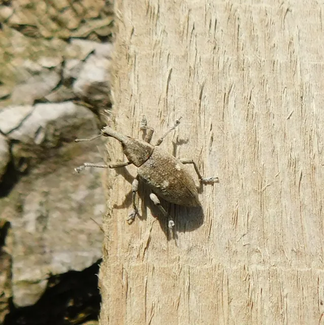 Lepyrus palustris - kétpettyes fűzormányos