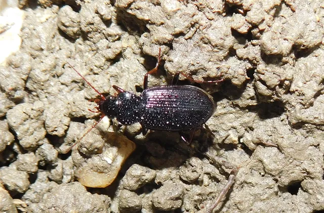 Nebria brevicollis - rövidnyakú partfutó