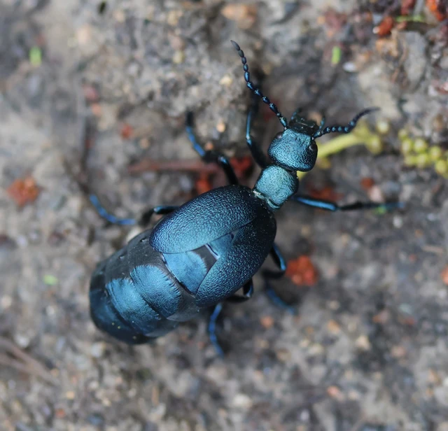 Meloe violaceus - kék nünüke