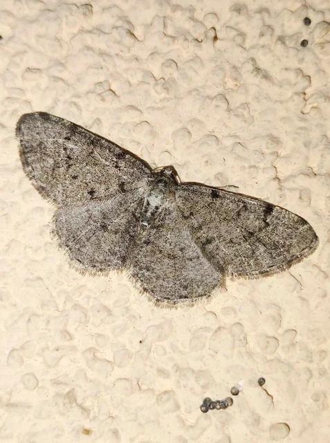 Aethalura punctulata - szürke égeraraszoló