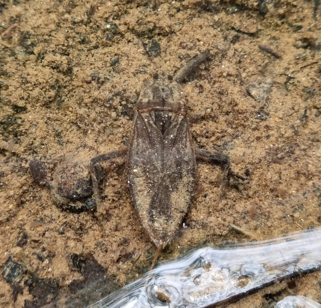 Nepa cinerea - víziskorpió