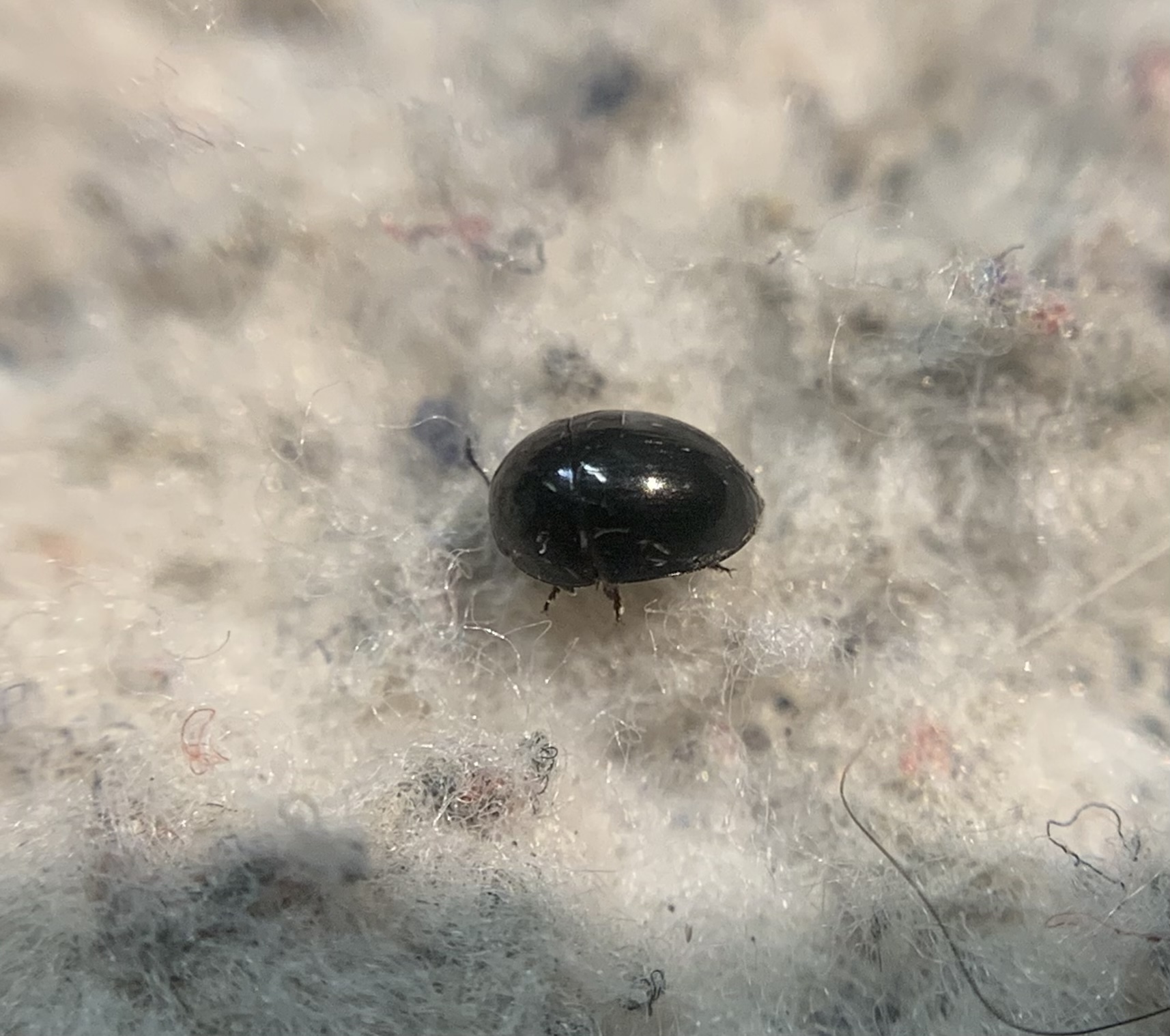 Phalacrus championi