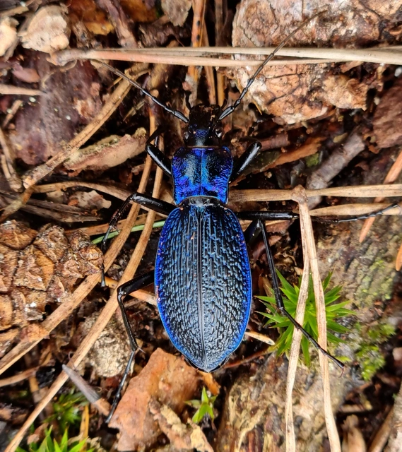 Carabus intricatus - kék laposfutrinka
