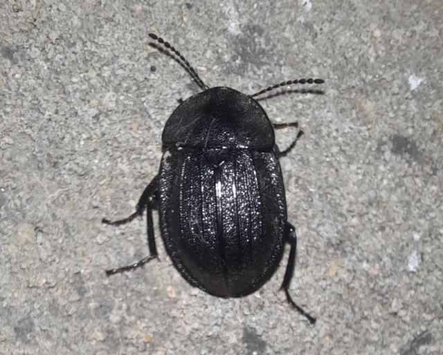 Phosphuga atrata - bordás csigarabló