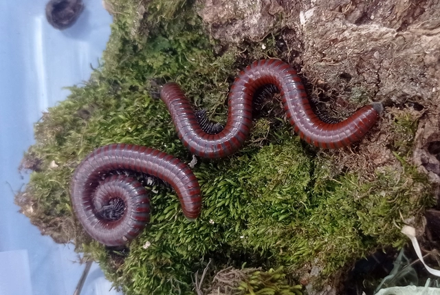 Diplopoda - Ikerszelvényesek