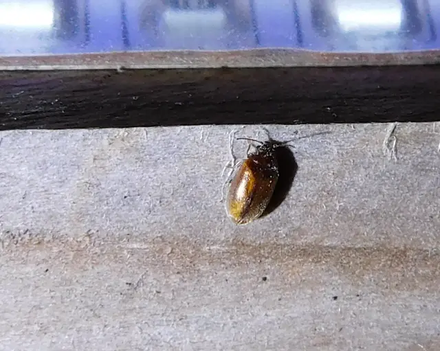 Scirtidae - rétbogárfélék
