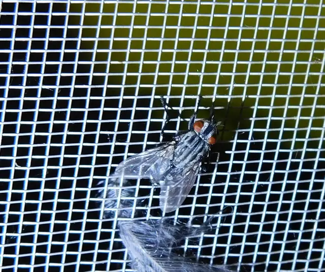Sarcophagidae - húslégyfélék