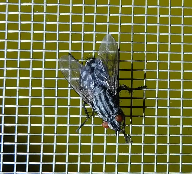 Sarcophagidae - húslégyfélék