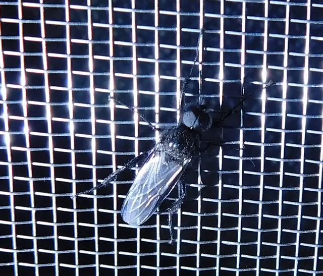 Bibionidae - bársonylegyek