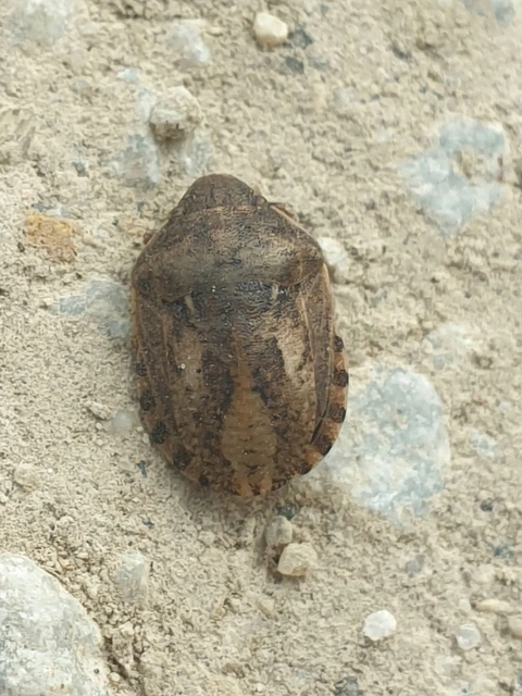 Eurygaster Eurygaster
