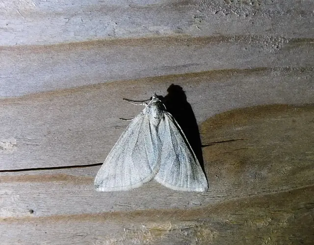 Lithostege griseata - szürke araszoló