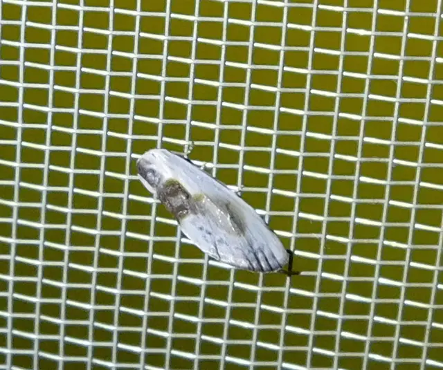 Cilix glaucata - törpe sarlósszövő