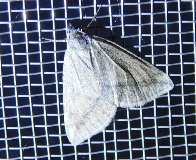 Lithostege griseata - szürke araszoló
