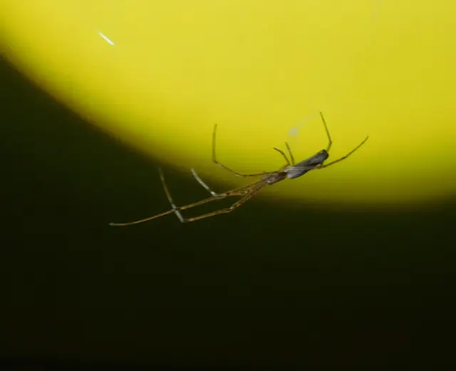 Tetragnatha
