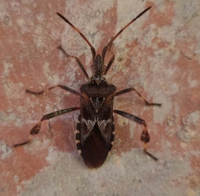 Leptoglossus occidentalis - nyugati levéllábú poloska Leptoglossus occidentalis - nyugati levéllábú poloska