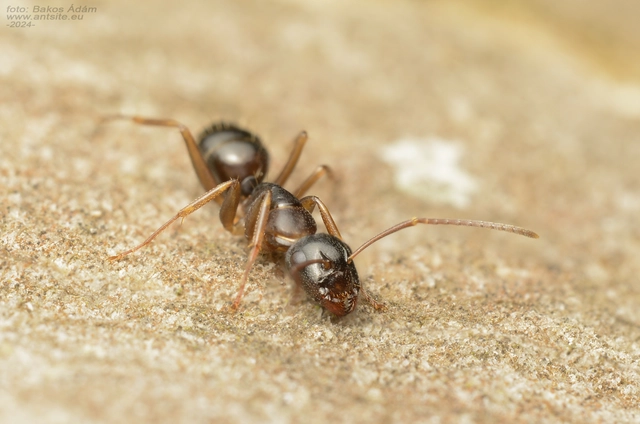 Camponotus fallax - ligeti lóhangya