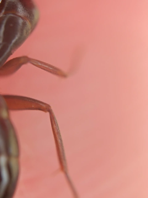 Camponotus fallax - ligeti lóhangya