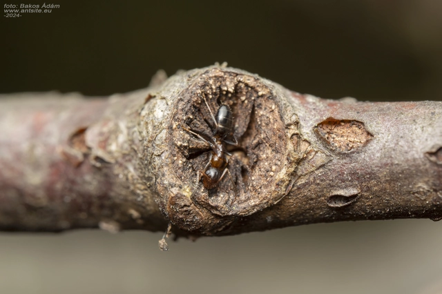 Colobopsis truncata - kapushangya