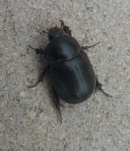 Pentodon idiota - butabogár
