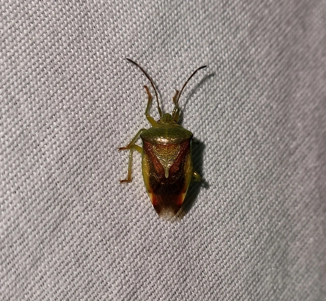 Elasmostethus Elasmostethus