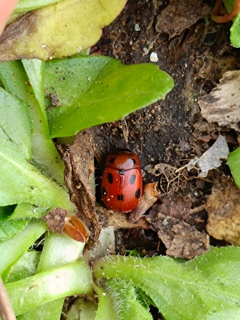 Gonioctena fornicata - közönséges lucernabogár
