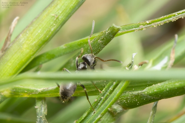 Lasius bombycina - pusztai feketehangya
