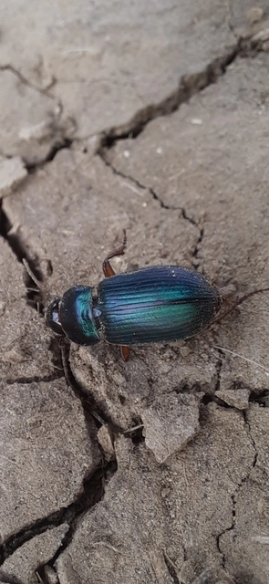 Harpalus affinis - szőrösszárnyú lomhafutó