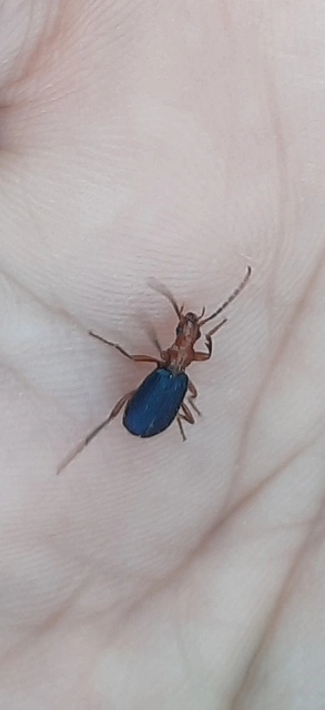 Brachinus crepitans - nagy pöfögőfutrinka