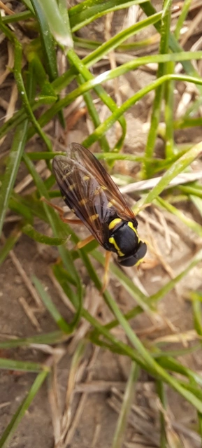 Xanthogramma citrofasciatum - korai oldalsávoslégy
