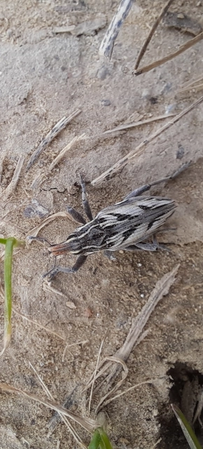 Coniocleonus nigrosuturatus - nyíljegyes barkó