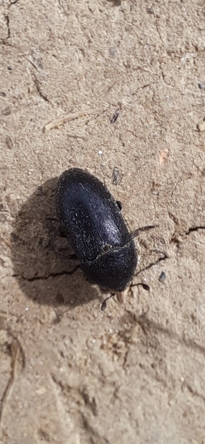 Dermestes laniarius - gyászos porva Dermestes laniarius - gyászos porva