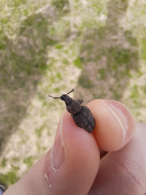 Otiorhynchus ligustici - vincellér-gyalogormányos